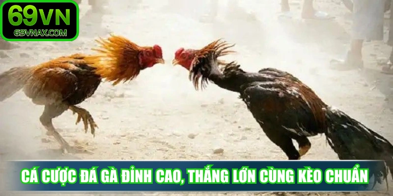Cá cược đá gà đỉnh cao, thắng lớn cùng kèo chuẩn