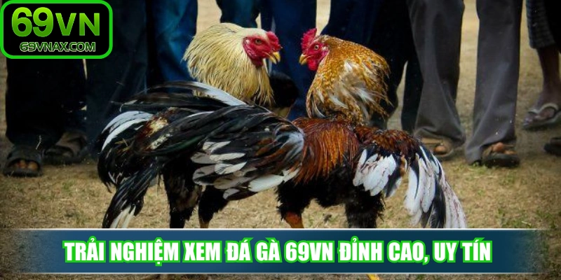 Trải nghiệm xem đá gà 69VN đỉnh cao, uy tín và hấp dẫn nhất