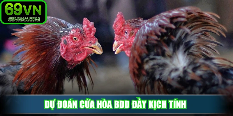 Dự đoán cửa hòa BDD đầy kịch tính