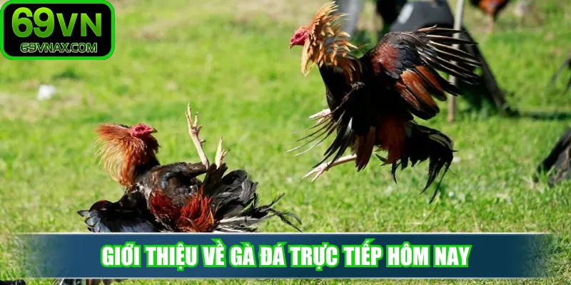 Giới thiệu về gà đá trực tiếp hôm nay