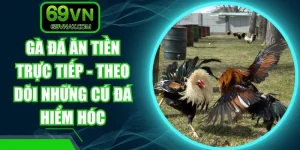 Gà Đá Ăn Tiền Trực Tiếp - Theo Dõi Những Cú Đá Hiểm Hóc