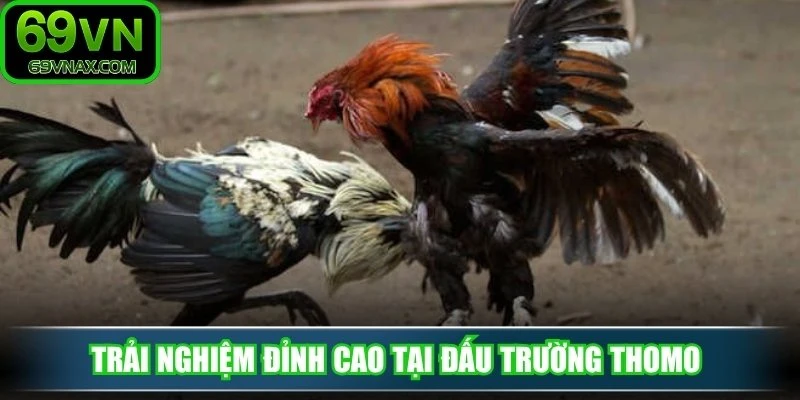 Trải nghiệm đỉnh cao tại đấu trường Thomo