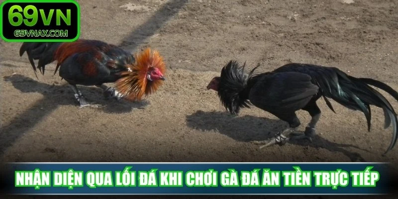 Nhận diện qua lối đá khi chơi gà đá ăn tiền trực tiếp
